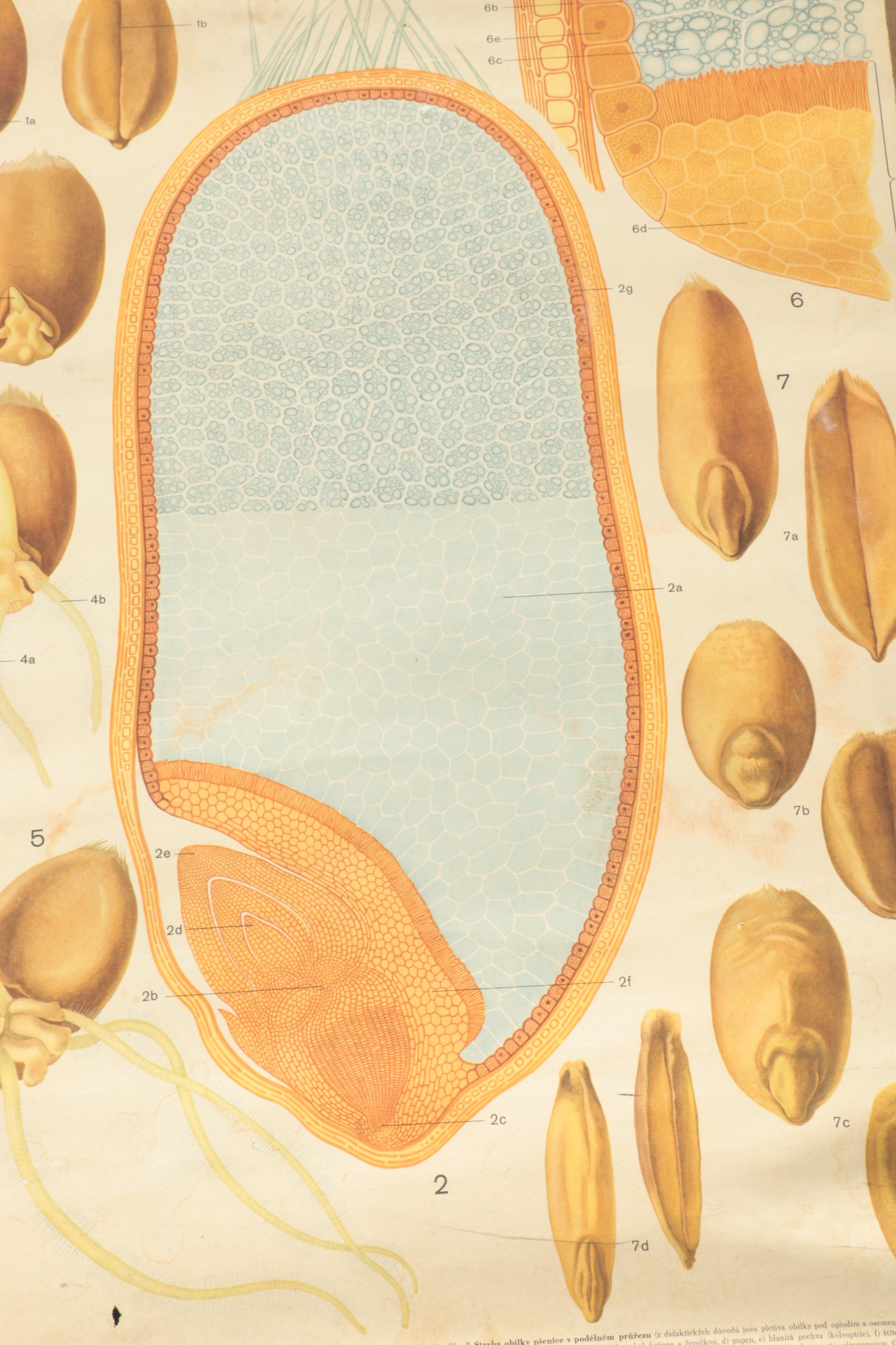 Educational Plant Posters