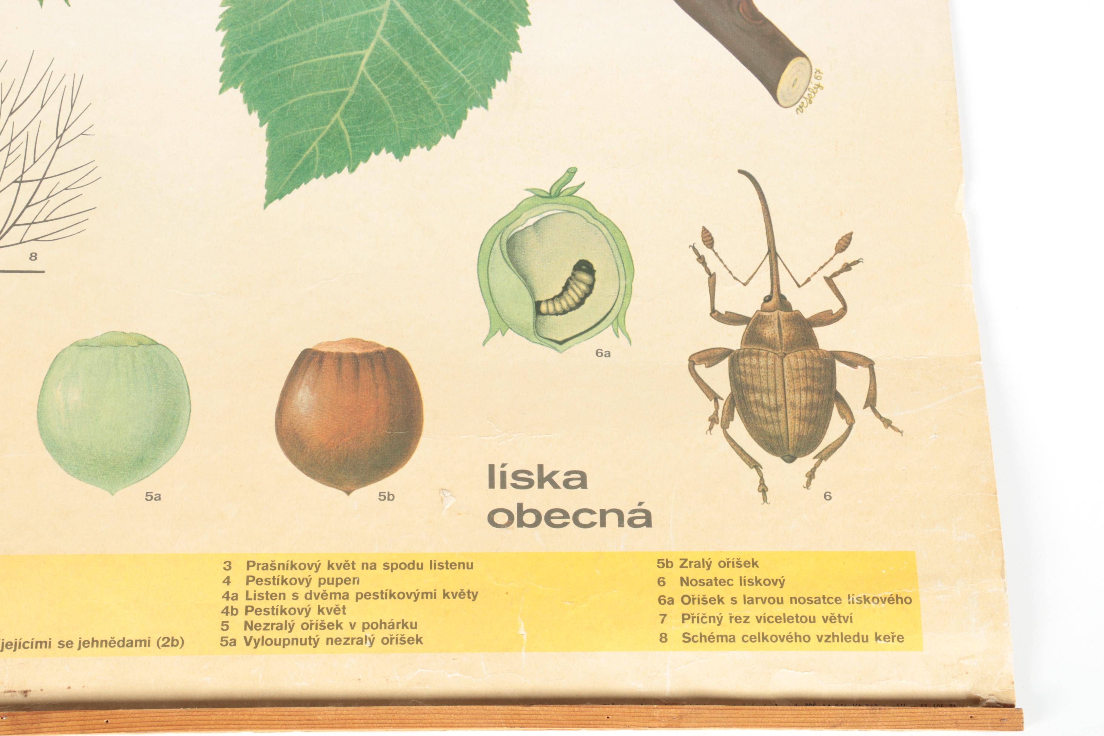 Educational Plant Posters