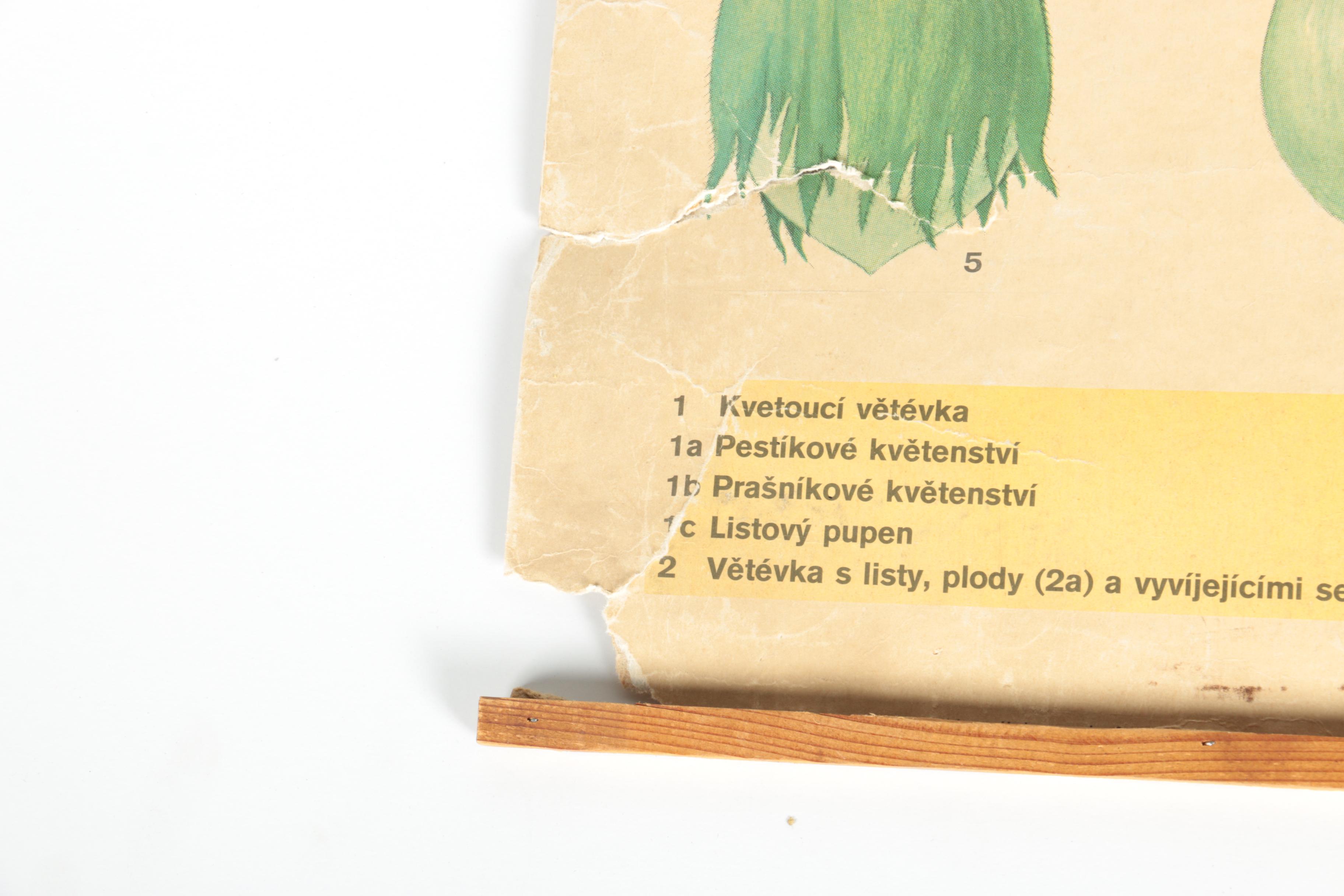 Educational Plant Posters