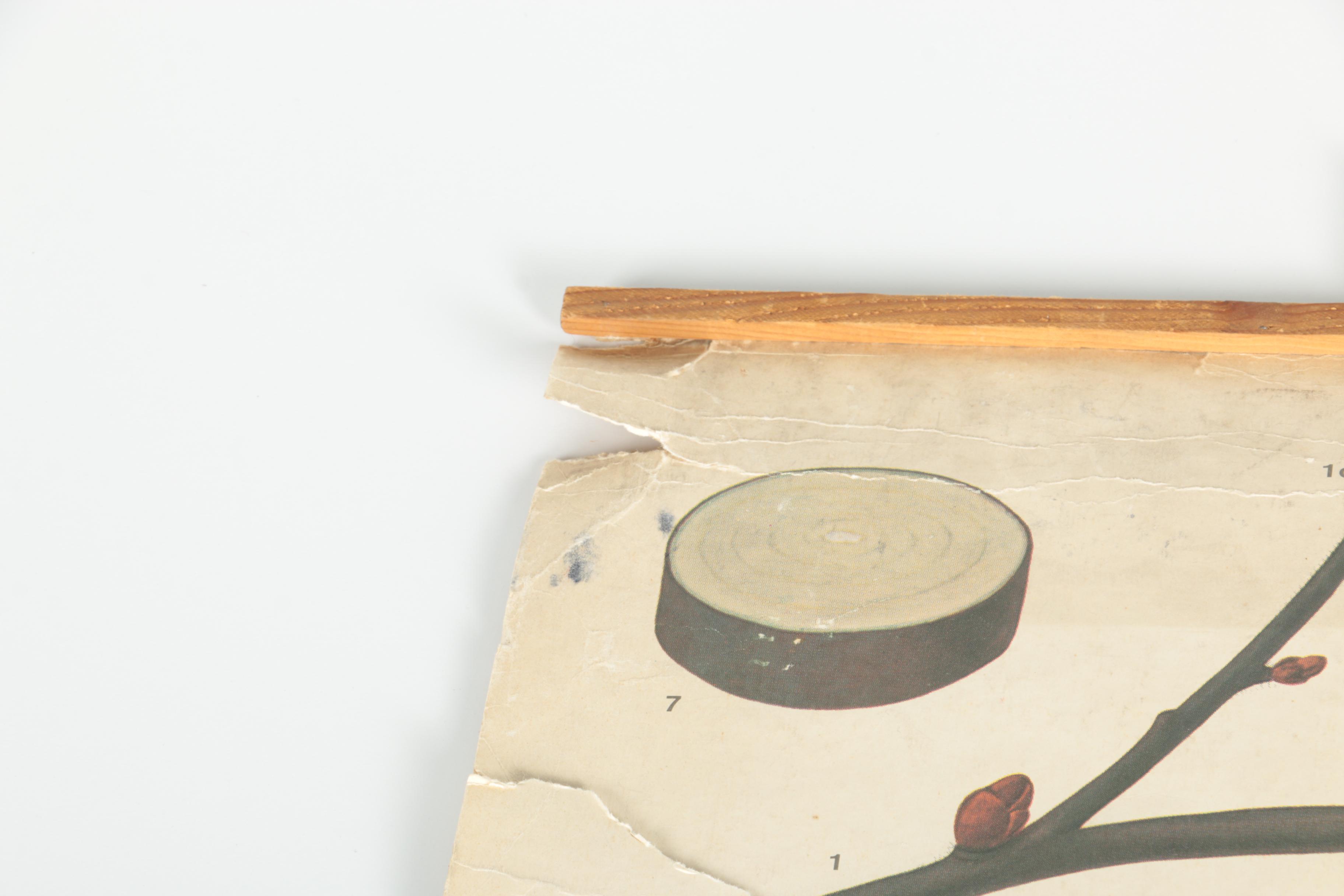 Educational Plant Posters