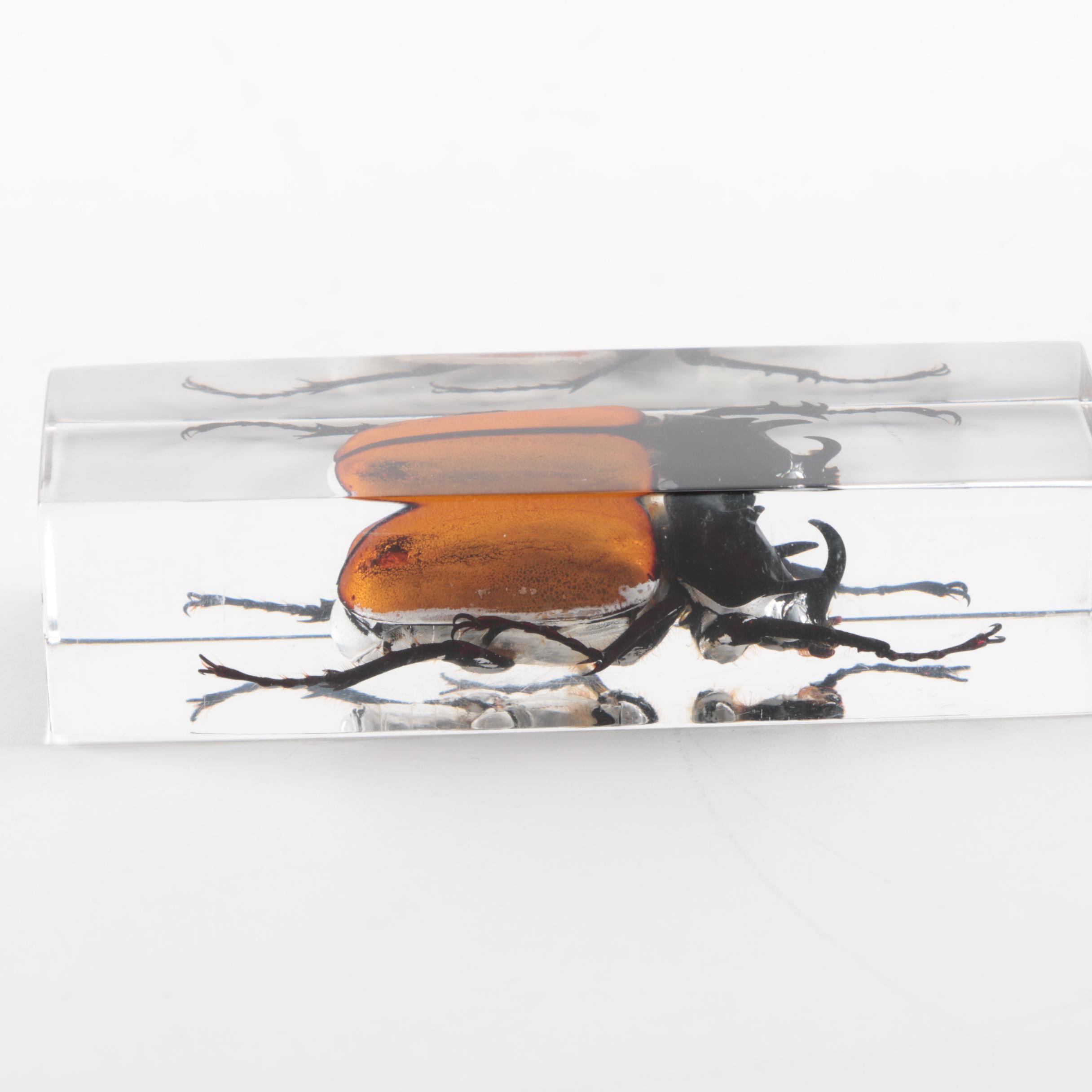 Preserved Preying Mantis and Beetle