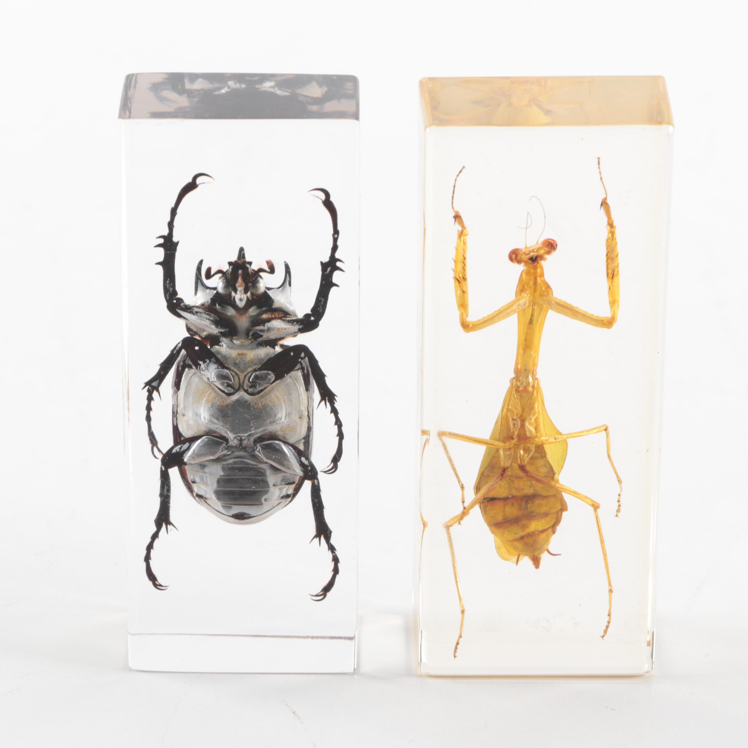 Preserved Preying Mantis and Beetle