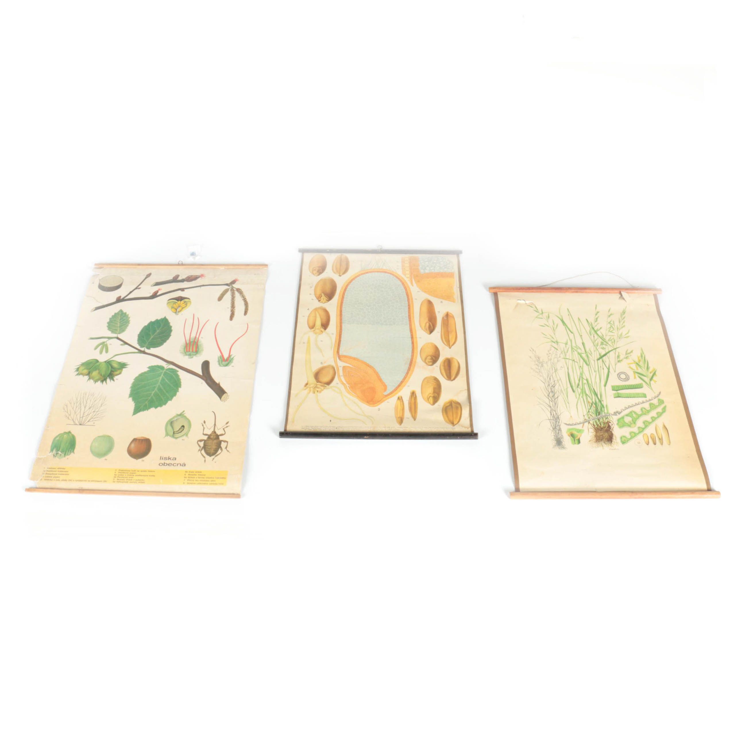 Educational Plant Posters