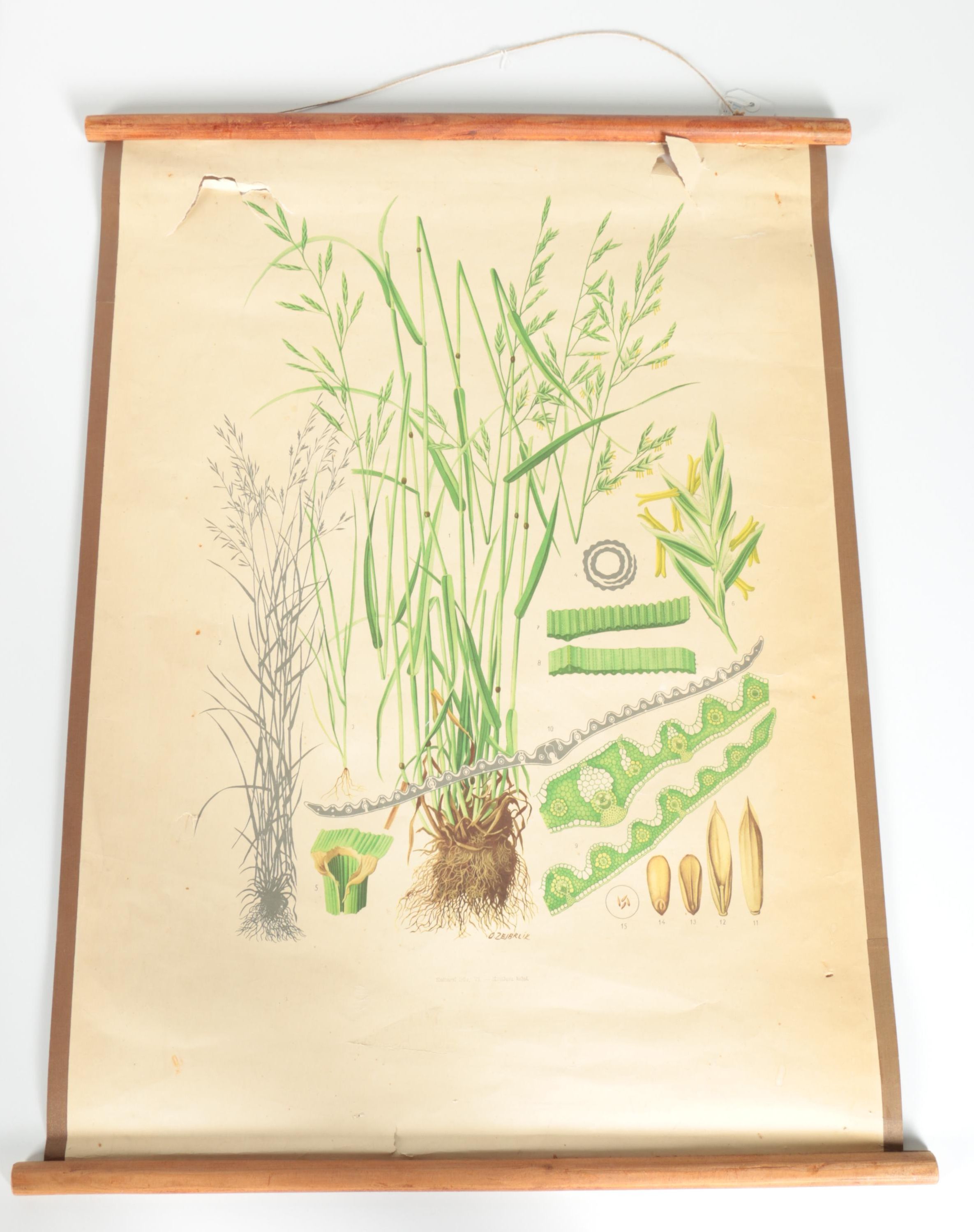 Educational Plant Posters