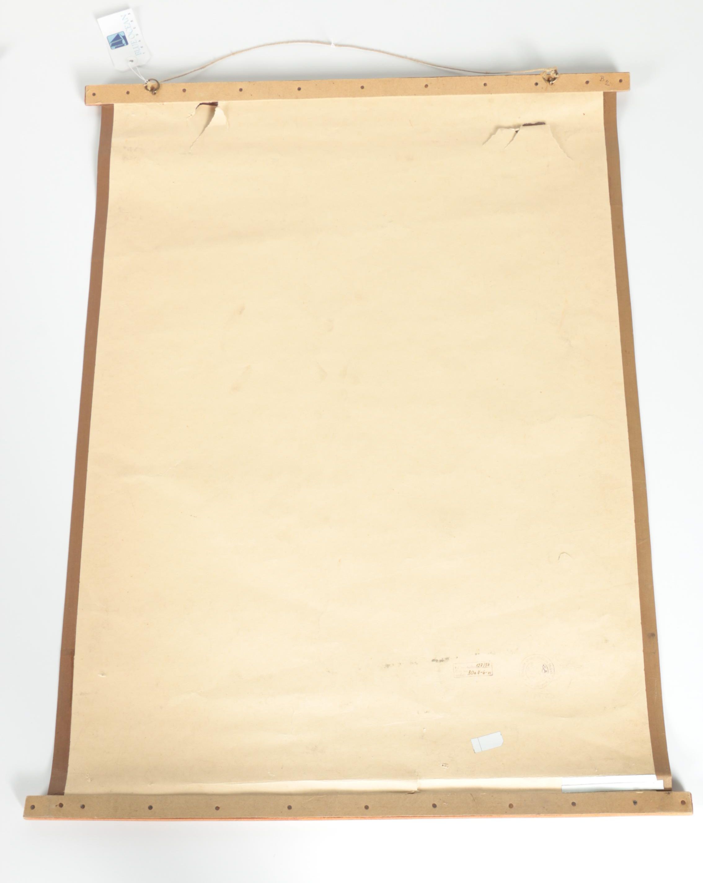 Educational Plant Posters