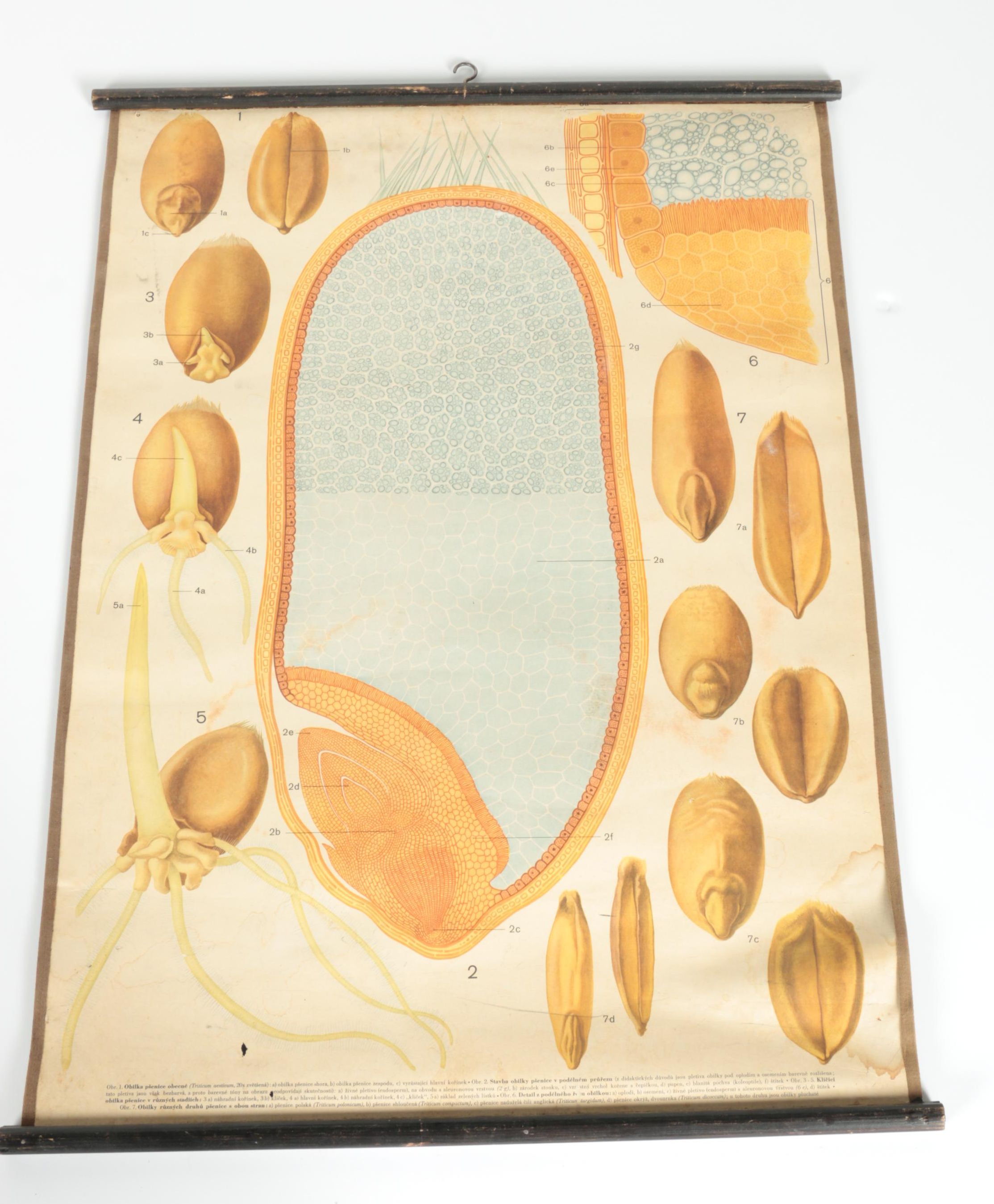 Educational Plant Posters