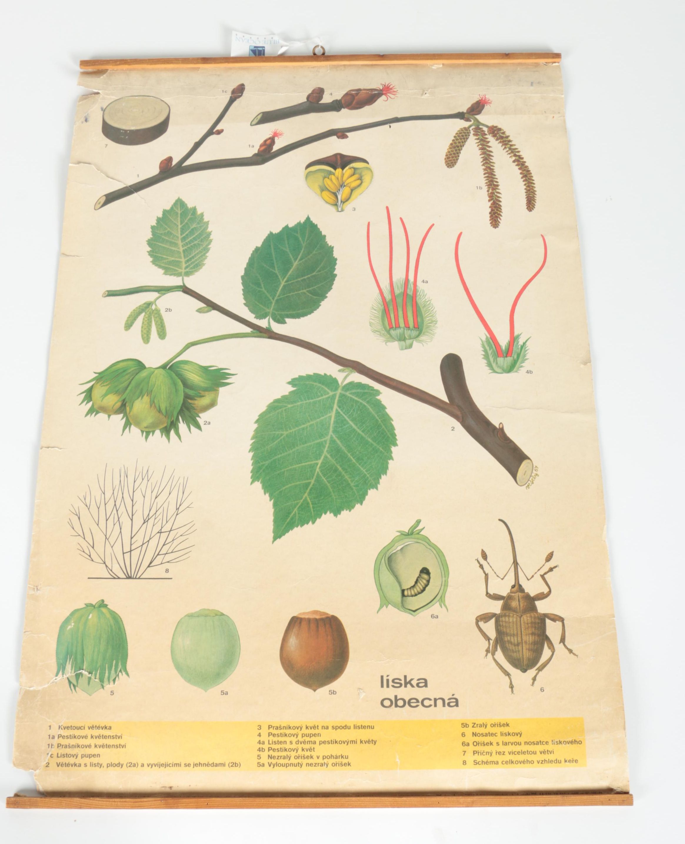 Educational Plant Posters
