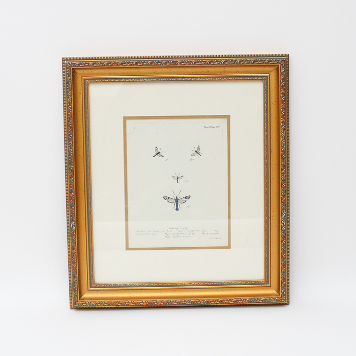 Vintage Entomology Lithograph