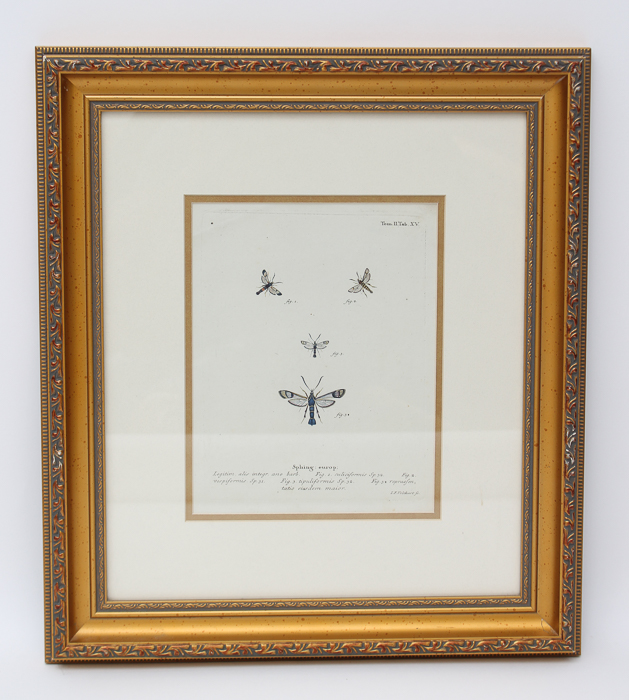 Vintage Entomology Lithograph
