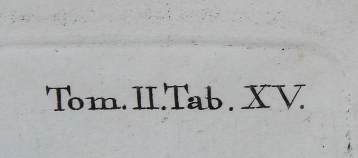 Vintage Entomology Lithograph