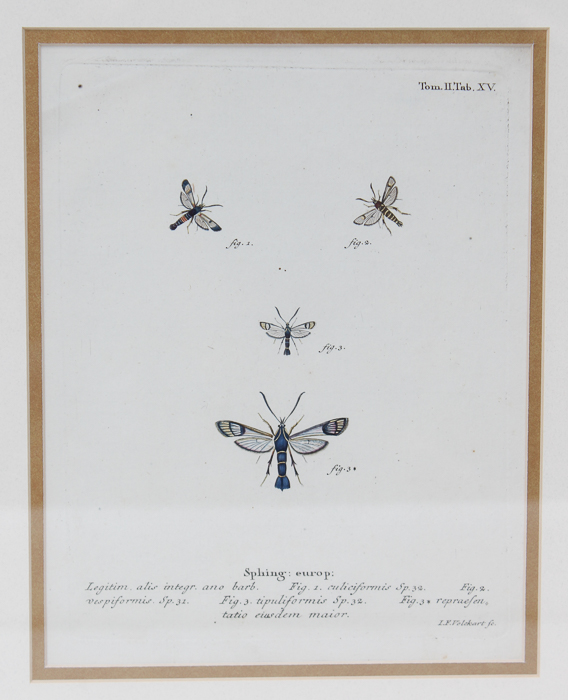 Vintage Entomology Lithograph