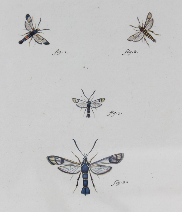 Vintage Entomology Lithograph