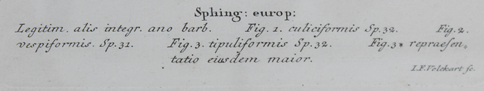 Vintage Entomology Lithograph