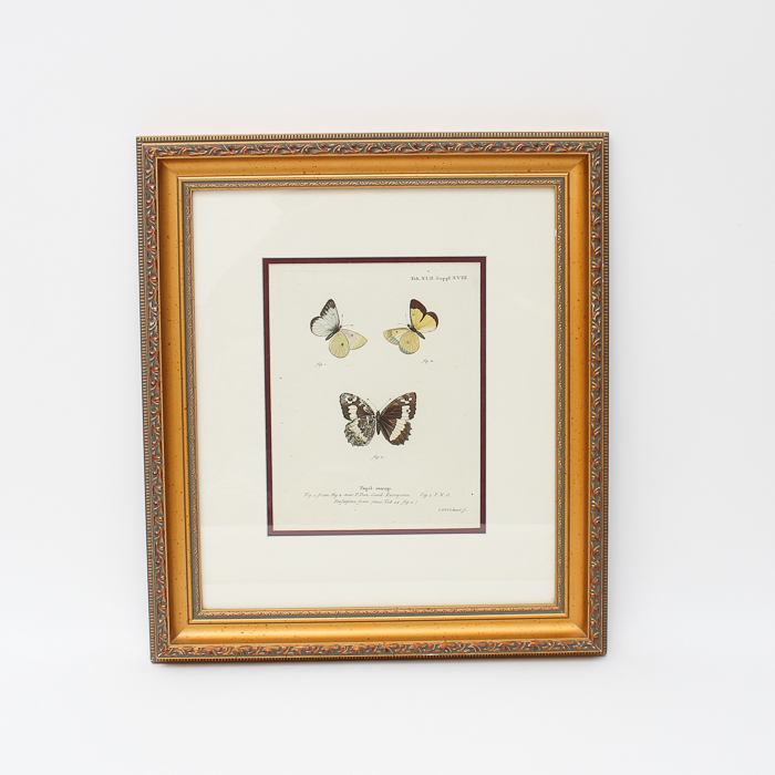 Vintage Entomology Lithograph of Butterflies