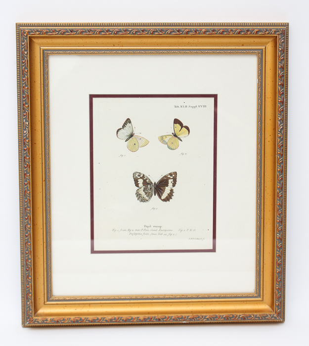 Vintage Entomology Lithograph of Butterflies