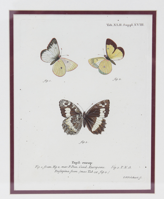 Vintage Entomology Lithograph of Butterflies