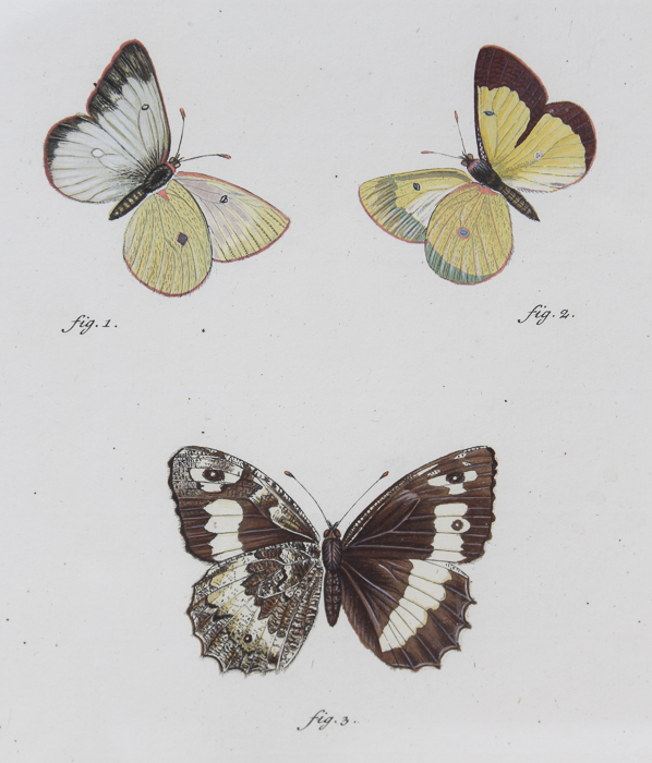 Vintage Entomology Lithograph of Butterflies
