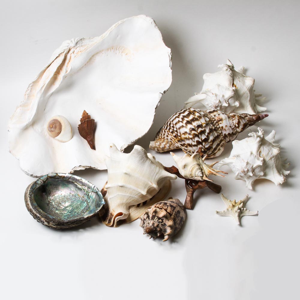 Nautical Seashell Collection