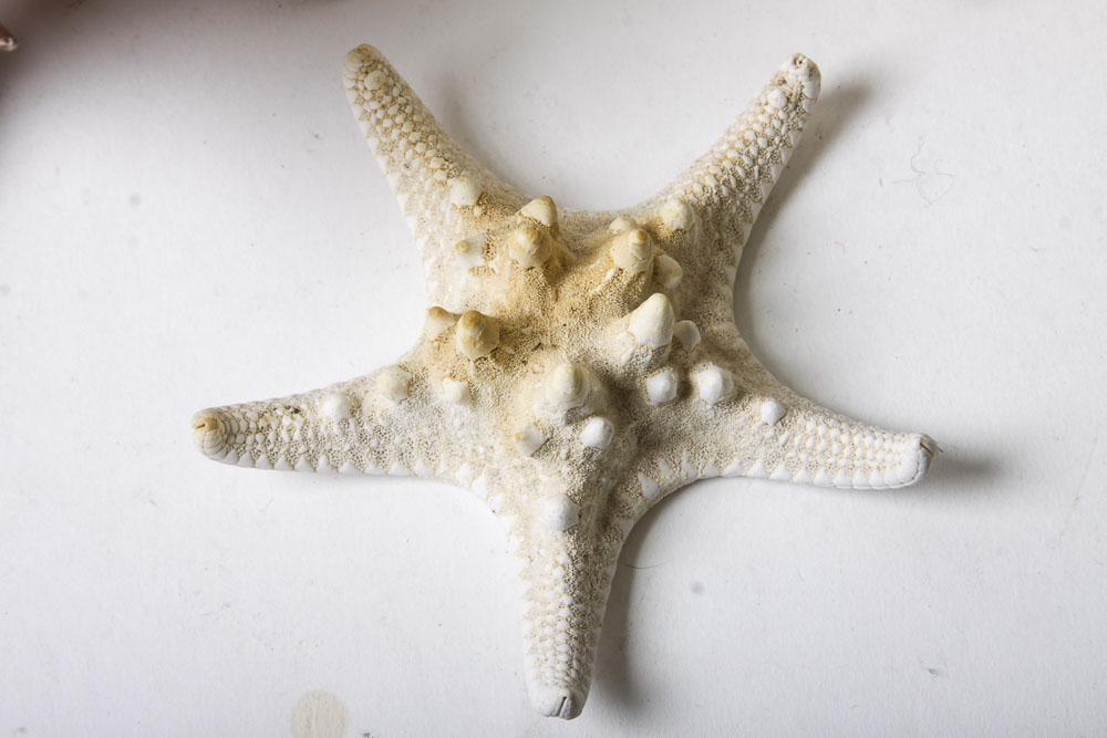 Nautical Seashell Collection