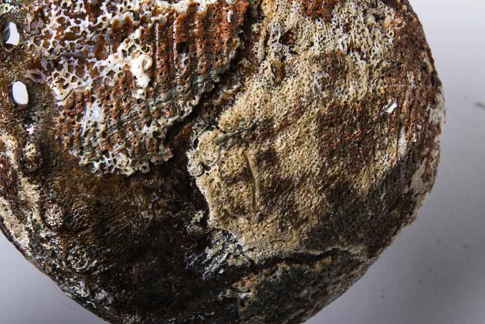 Nautical Seashell Collection