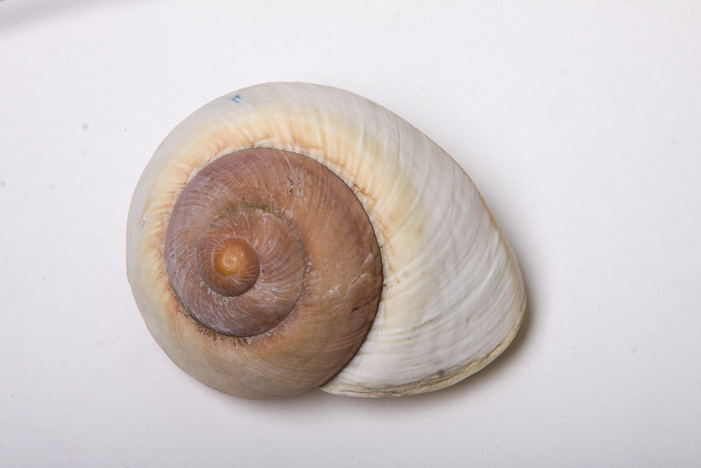 Nautical Seashell Collection