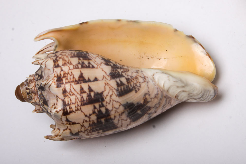 Nautical Seashell Collection