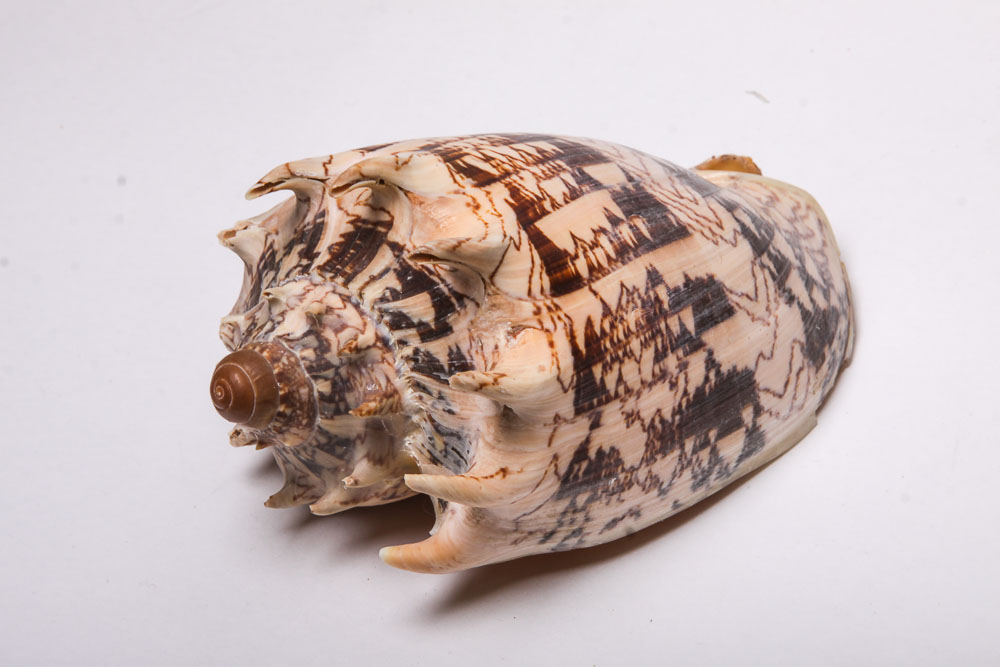 Nautical Seashell Collection