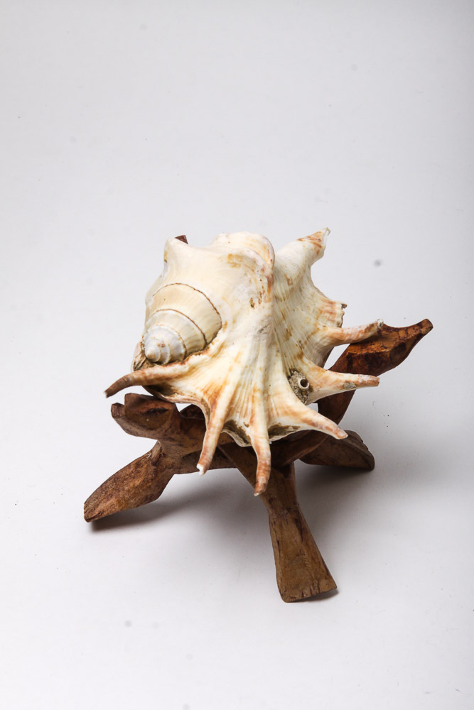 Nautical Seashell Collection