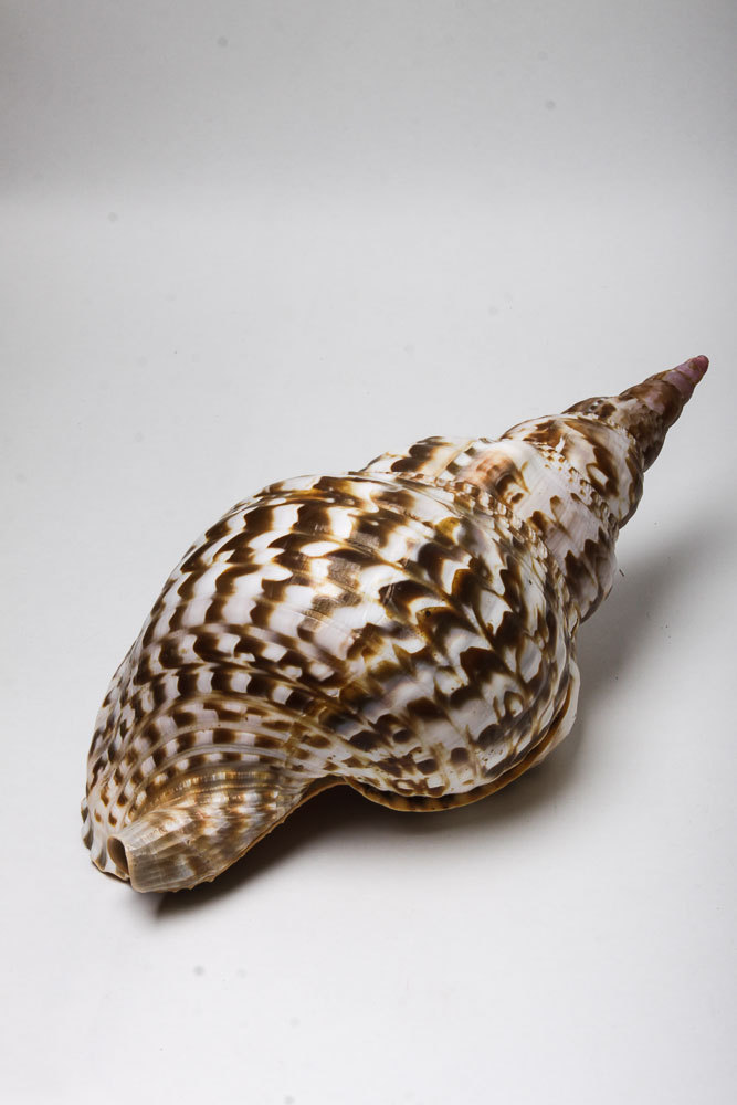 Nautical Seashell Collection