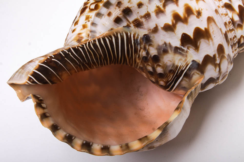 Nautical Seashell Collection