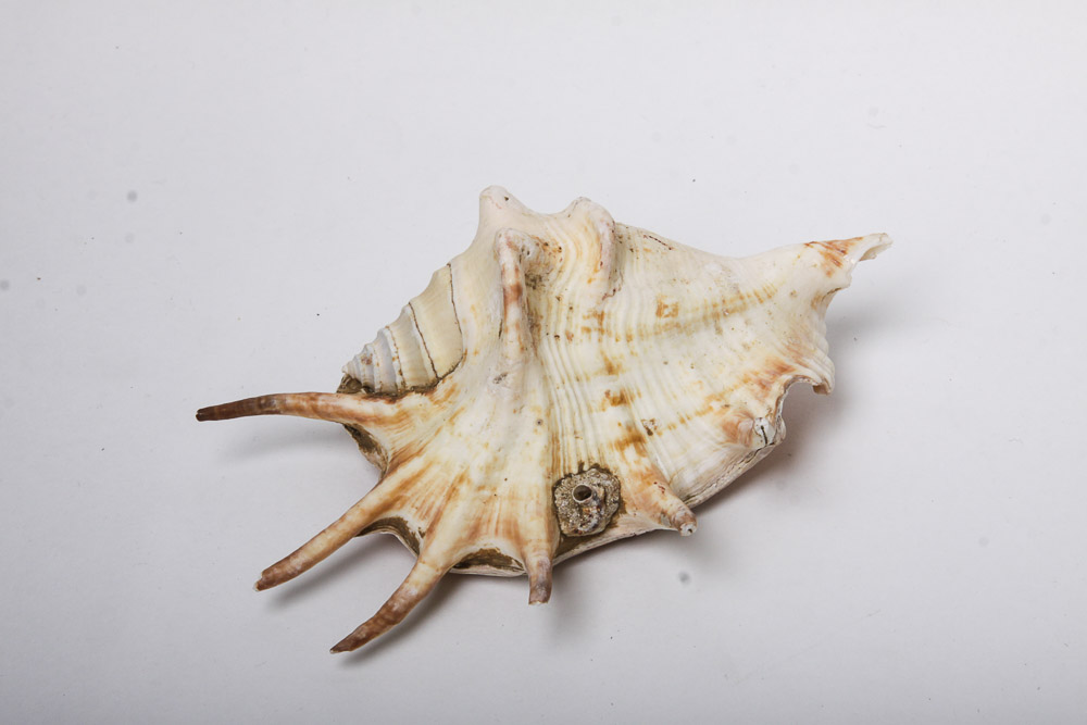 Nautical Seashell Collection