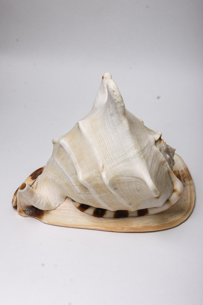 Nautical Seashell Collection