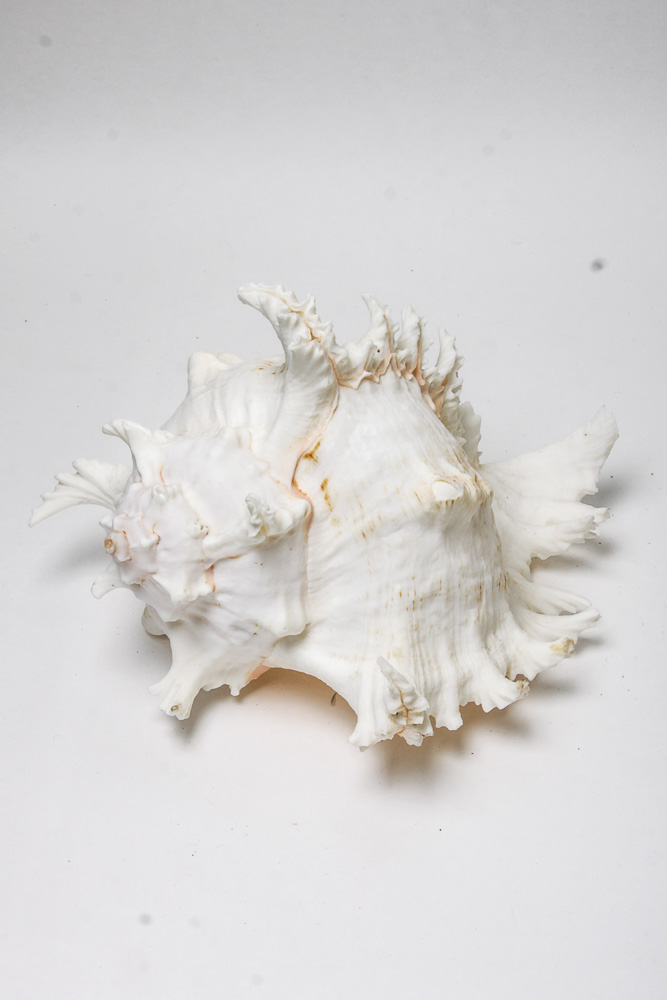 Nautical Seashell Collection