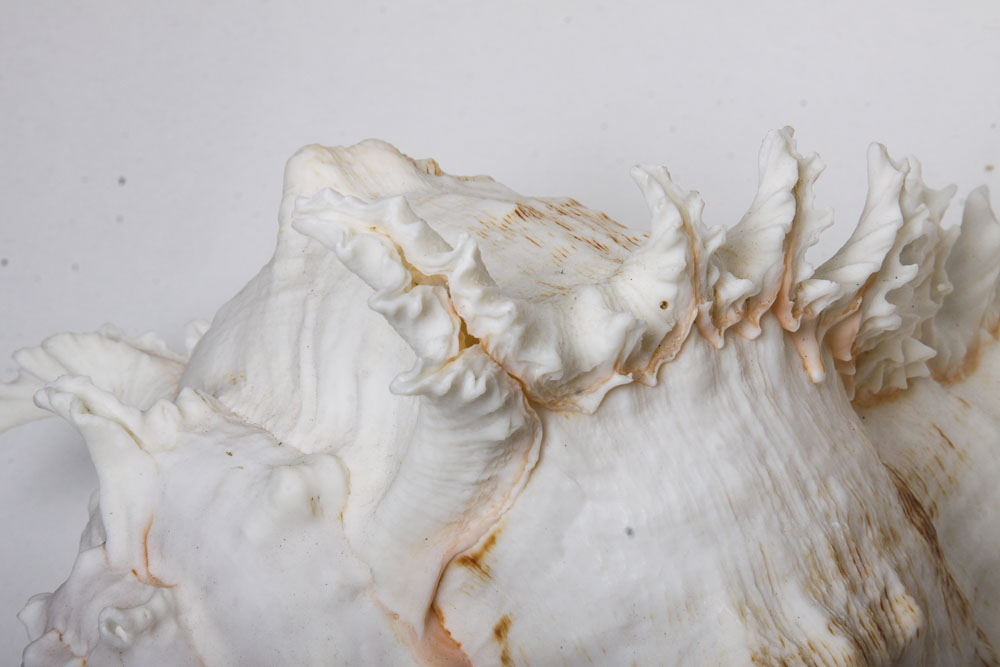 Nautical Seashell Collection