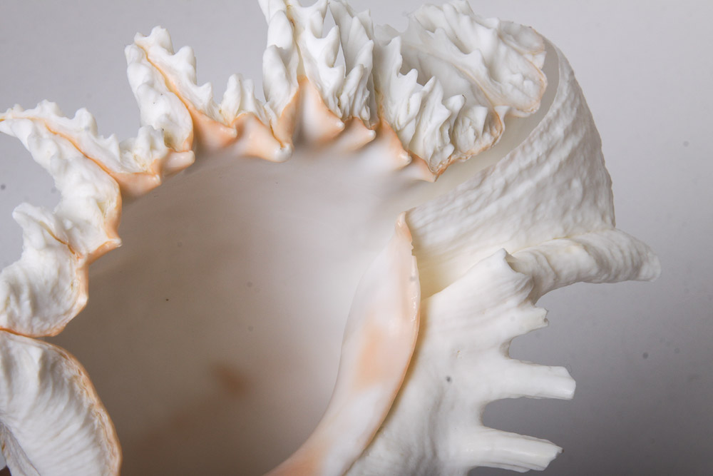 Nautical Seashell Collection