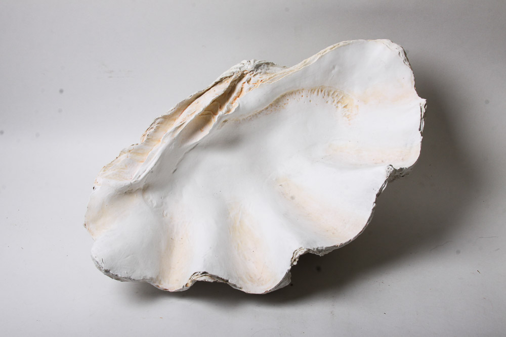 Nautical Seashell Collection