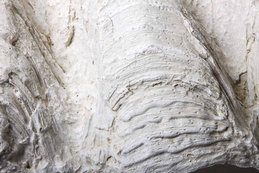 Nautical Seashell Collection