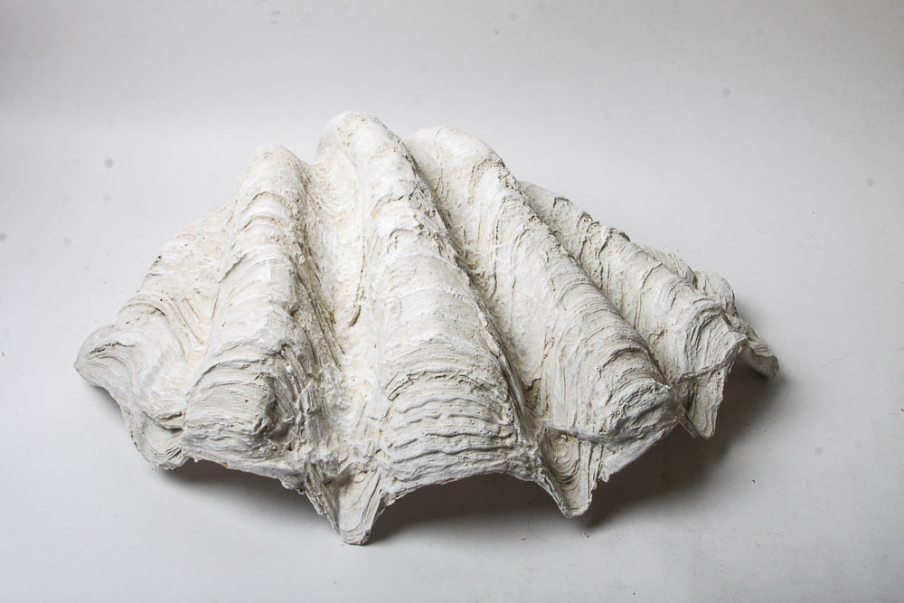 Nautical Seashell Collection