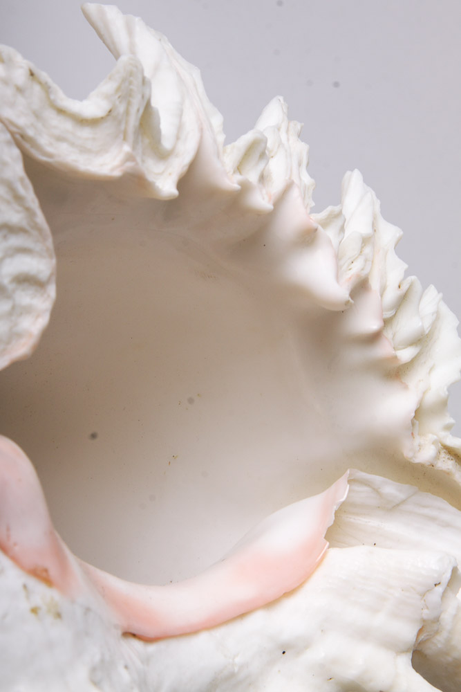 Nautical Seashell Collection