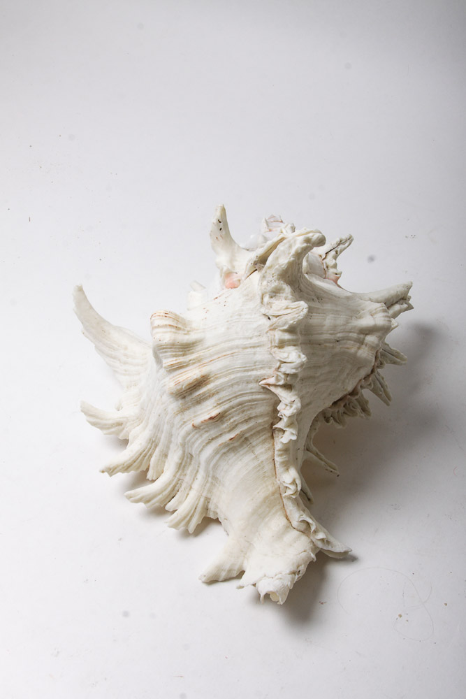 Nautical Seashell Collection