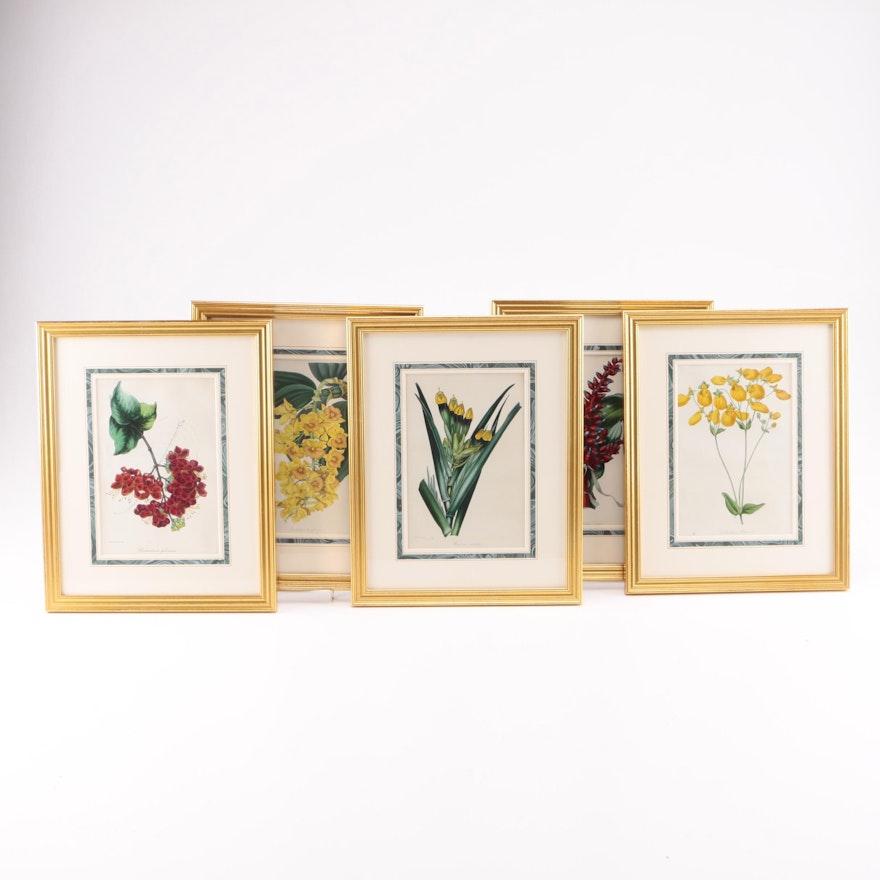 Botanical Prints on Paper Including "Aechmea Fulgens" and "Calceolaria Hopeana"