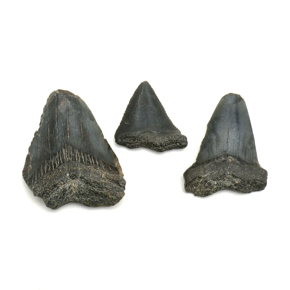 Three Fossilized Shark Teeth