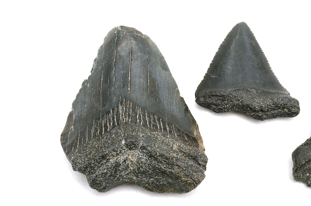 Three Fossilized Shark Teeth