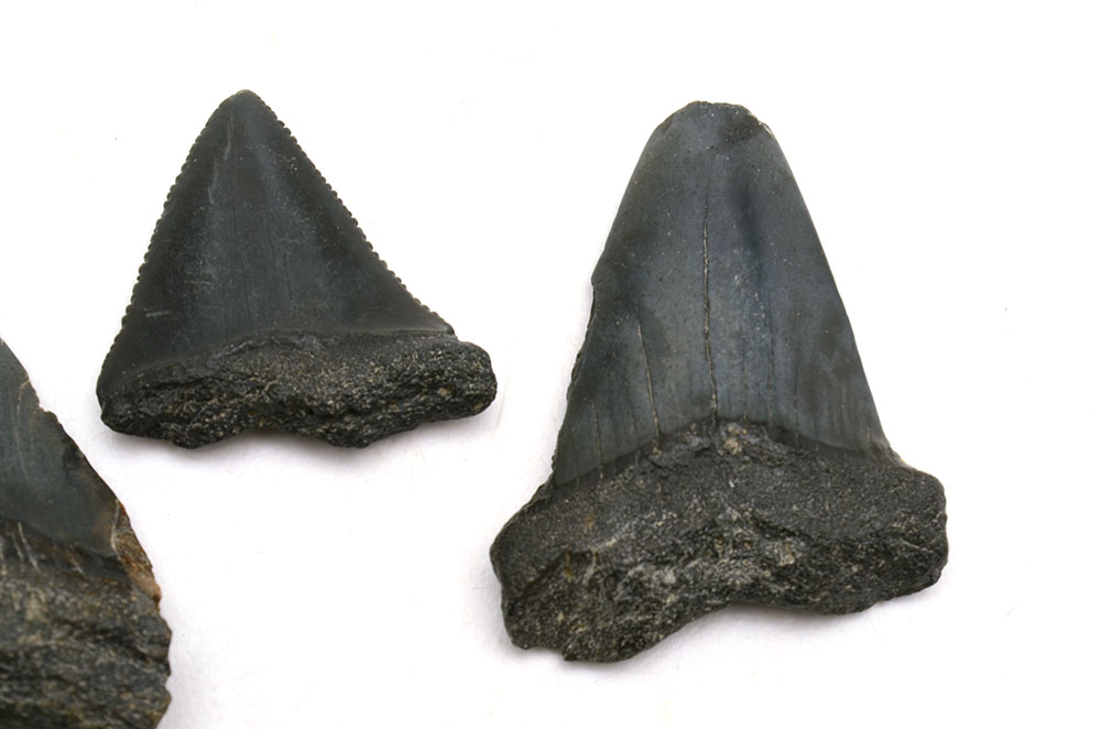 Three Fossilized Shark Teeth