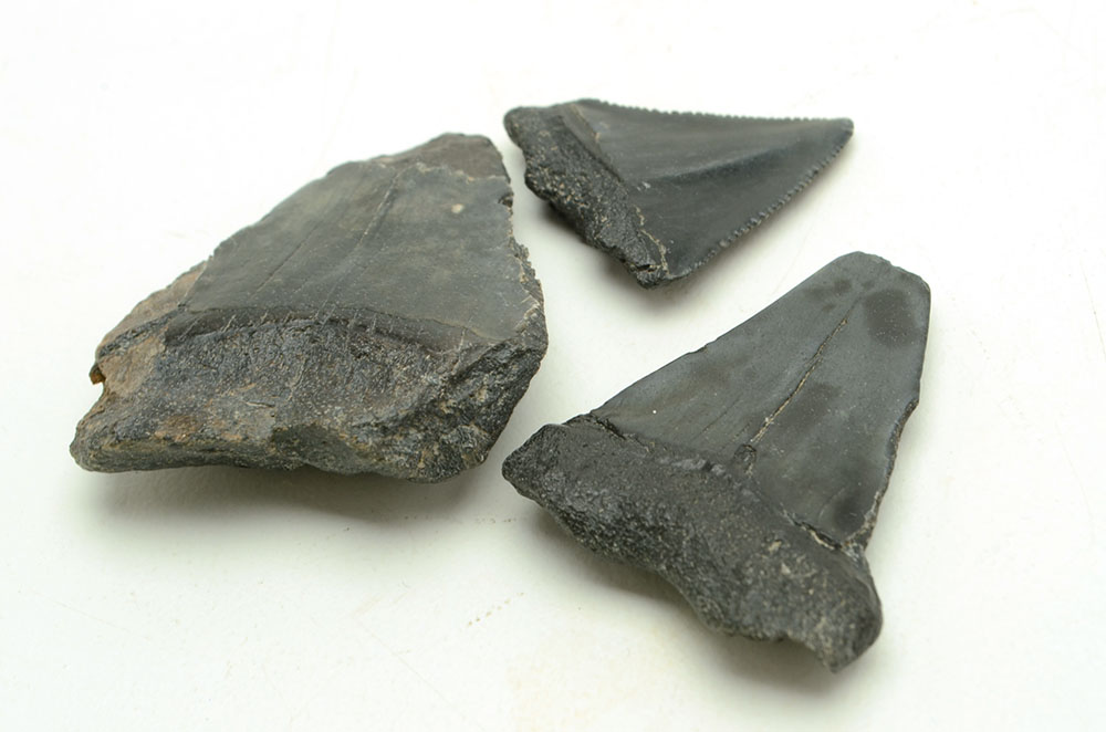 Three Fossilized Shark Teeth