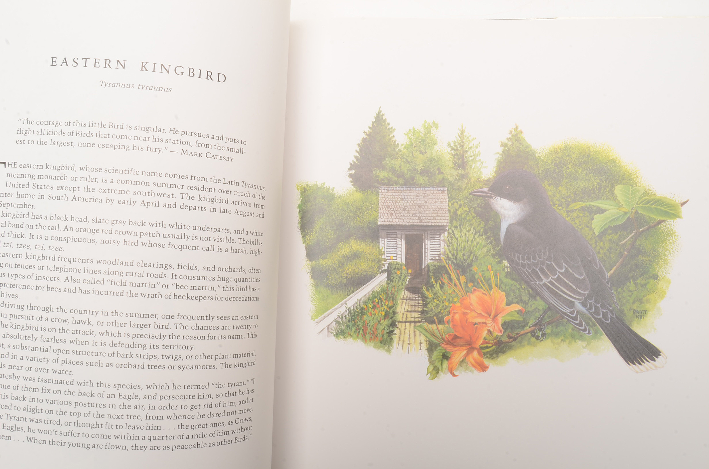 Oversized Coffee Table and Illustration Books