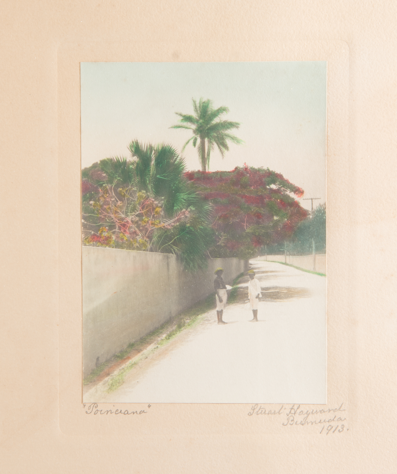 Stuart Hay Antique Hand-Colored Photographic Print "Poinciana"