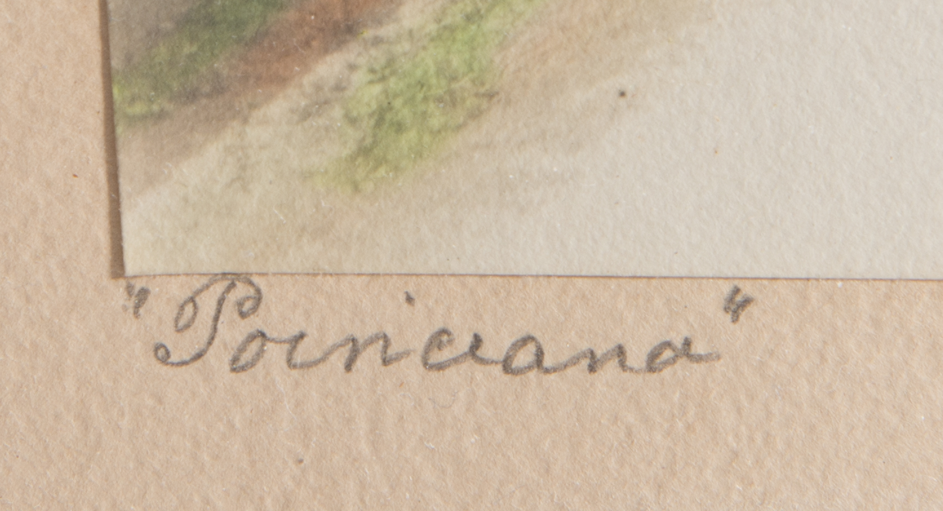 Stuart Hay Antique Hand-Colored Photographic Print "Poinciana"