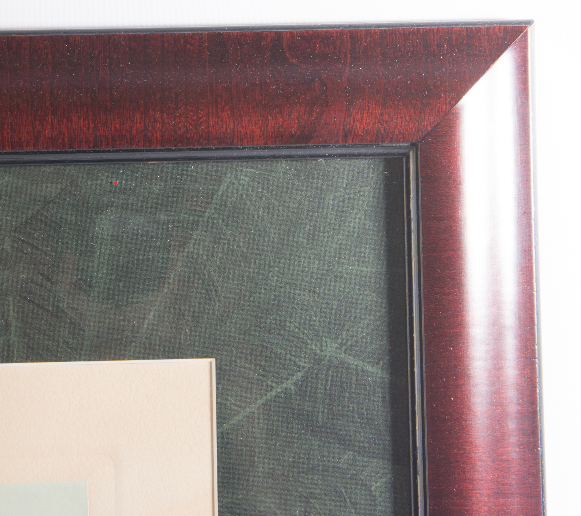 Stuart Hay Antique Hand-Colored Photographic Print "Poinciana"