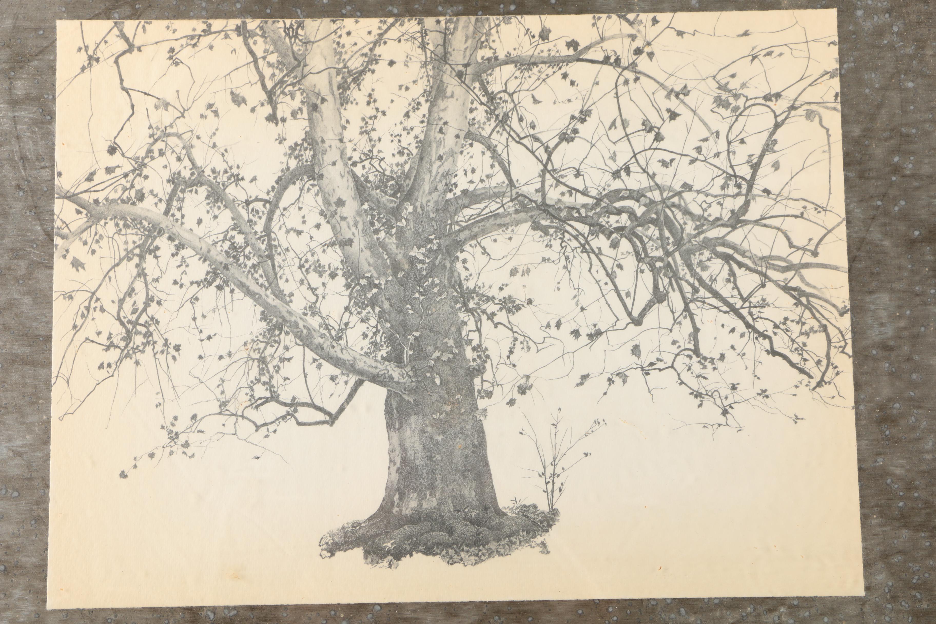 After Andrew Wyeth Halftone Reproduction Print on Paper "New Leaves"